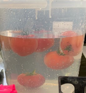 tomato_2