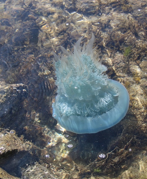 クラゲ