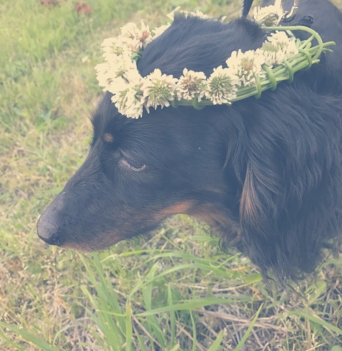 大友家の犬
