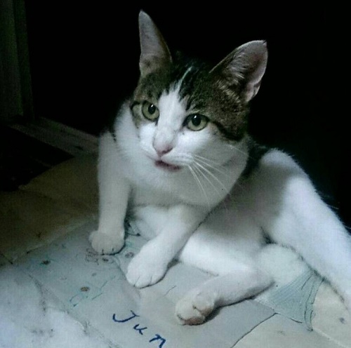 谷口家の猫