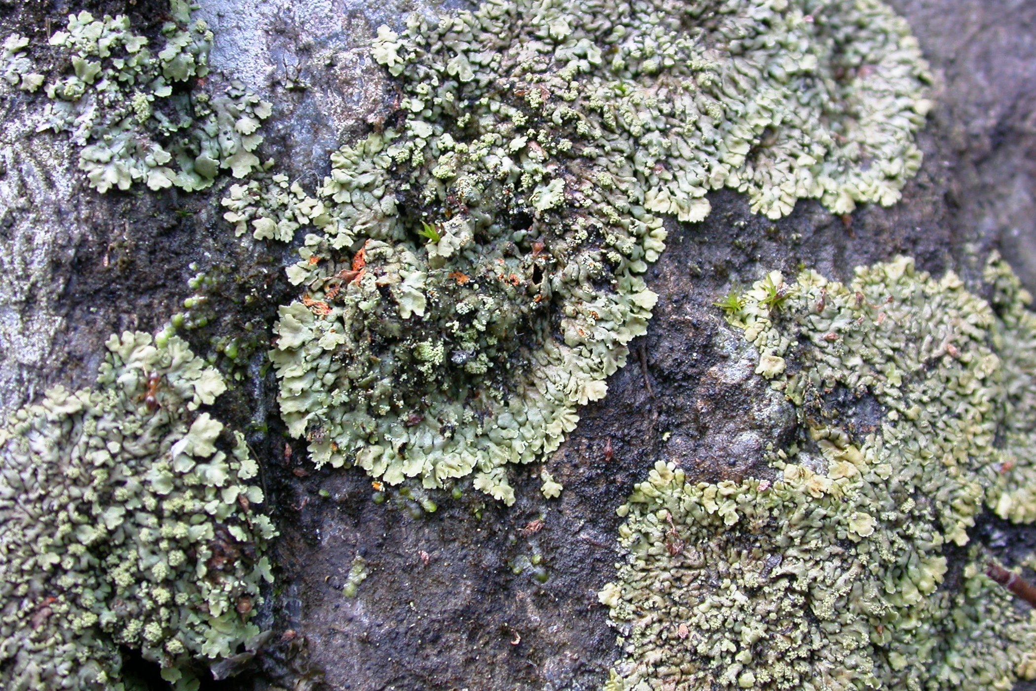 葉状地衣類