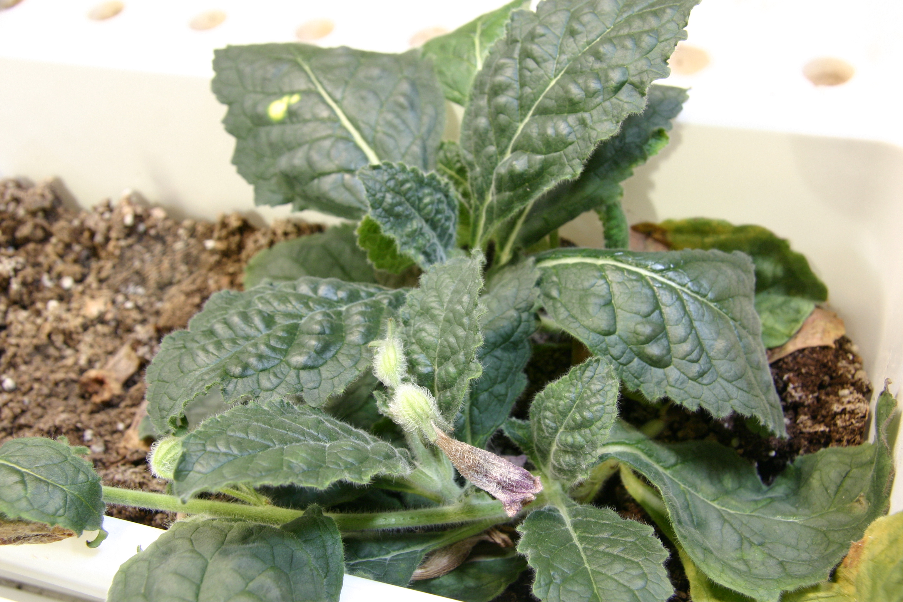 薬用植物のジオウ
