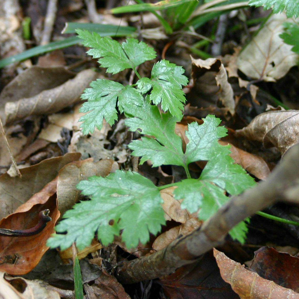 薬用植物のオウレン