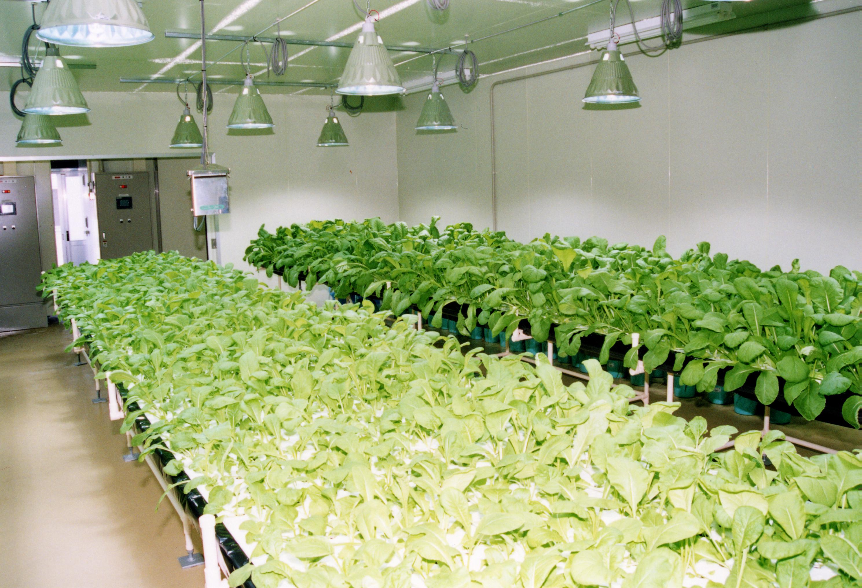 植物工場