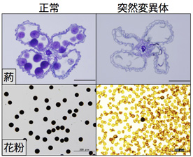 CAP1花粉