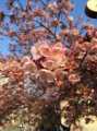 sakura.jpg
