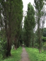poplar.jpg