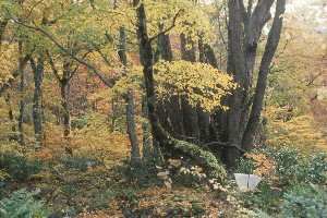 Acer mono tree