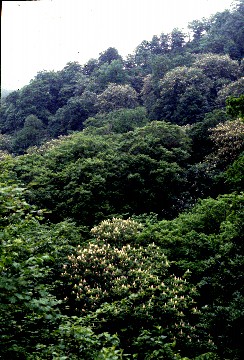 Aesculus population