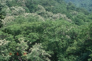 Aesculus population