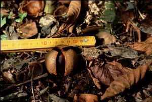 an Aesculus fruit