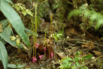 seedlings from cache