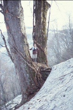 an Aesculus tree