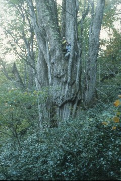 the largest tree