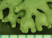 A.opuntiella ̔w