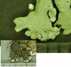 P.angustata ̔wʂƕ