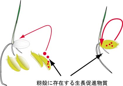 ���������̍�p