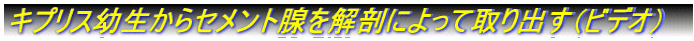 LvXcZgBUɂĎoirfIj