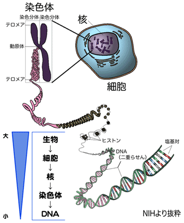 DNA解説図