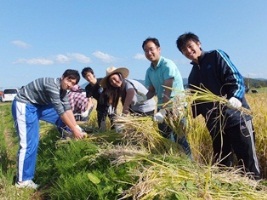 稲刈りを行う学生たち