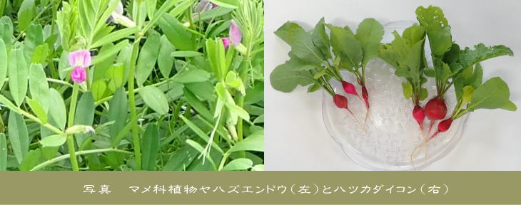 雑草は、庭・校庭、路傍(ろぼう)そして田畑など、私たちの身近な場に生きる植物です