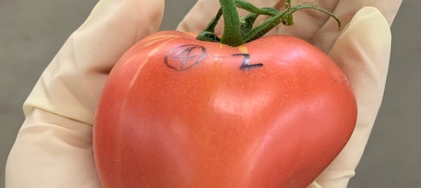 トマトの調査 | 先進園芸技術開発プロジェクト