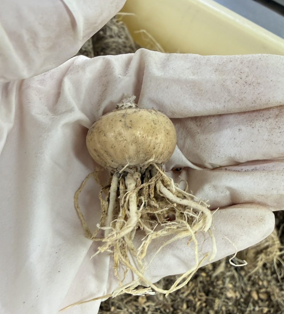 シルソイデスの球根を掘り上げました | 先進園芸技術開発プロジェクト