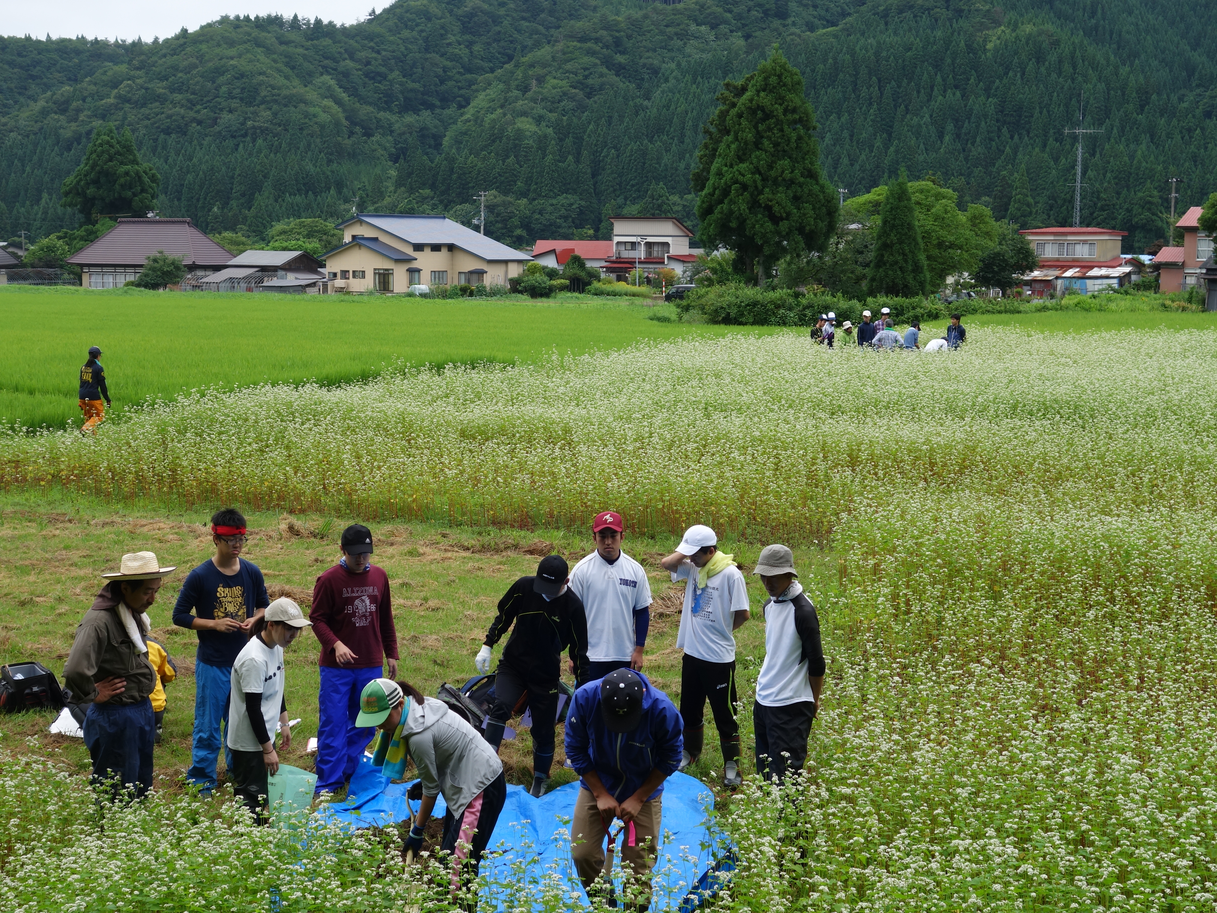 土壌調査