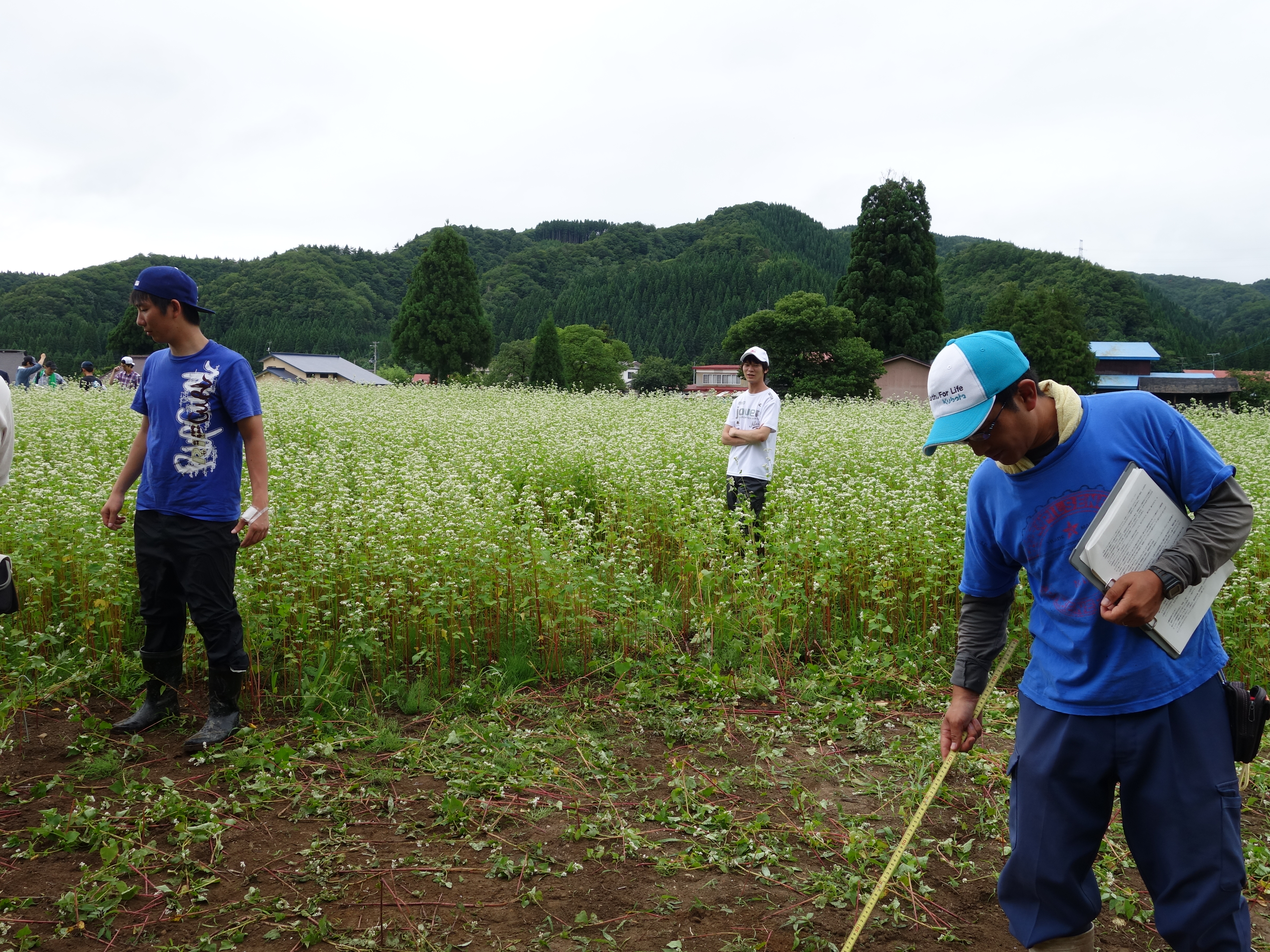 植物試料の採取