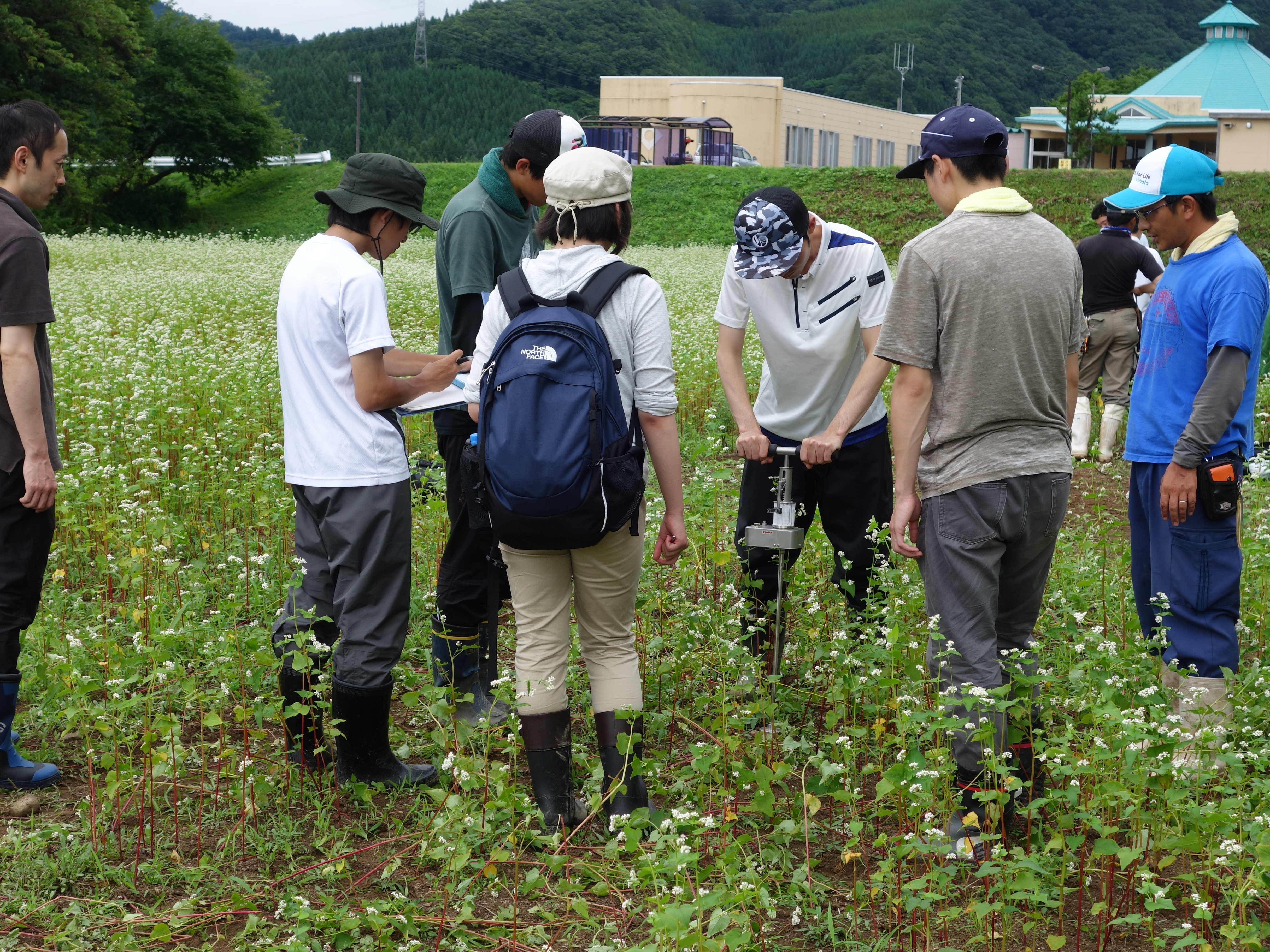 植物試料の採取