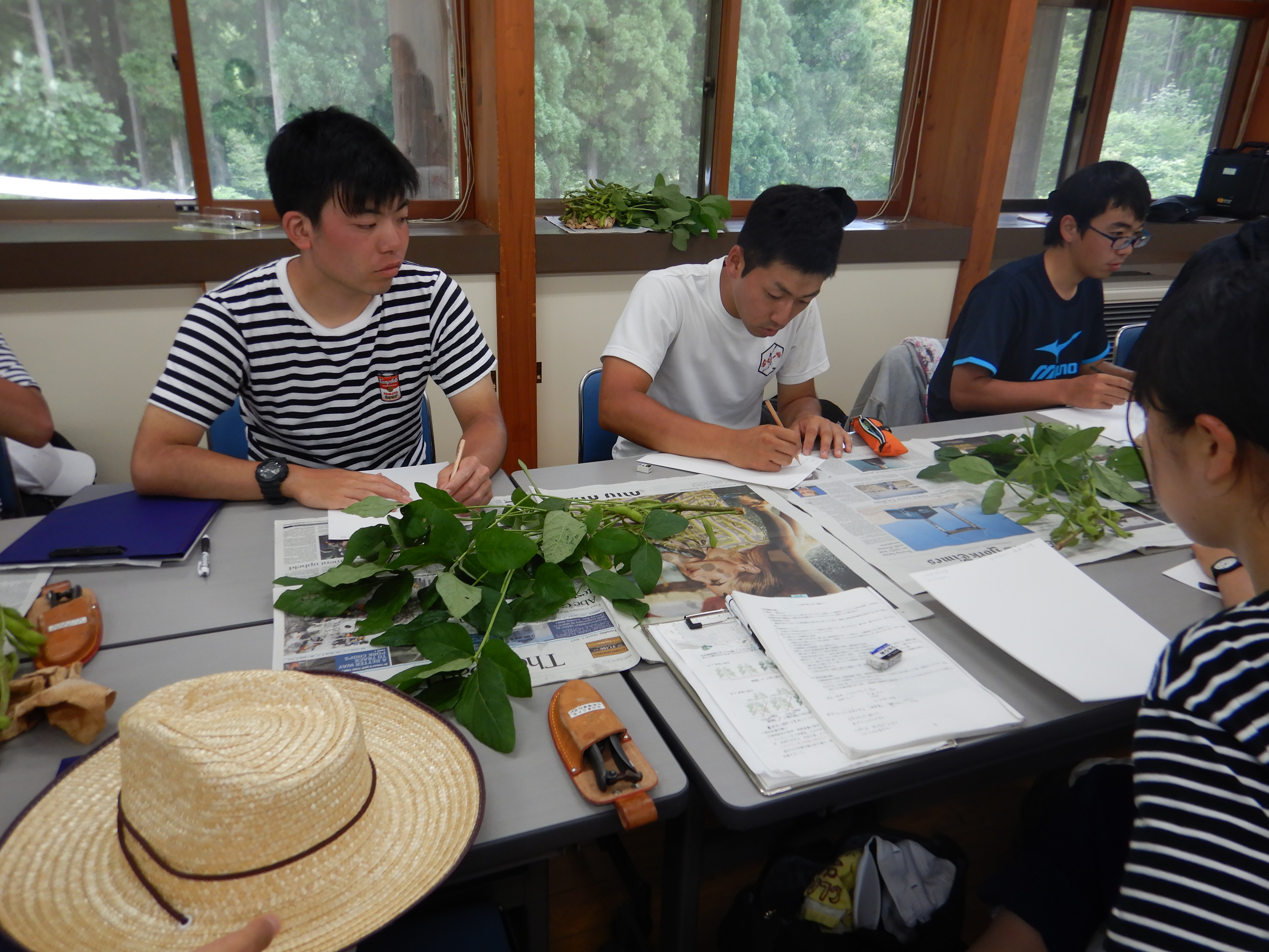 植物試料の採取