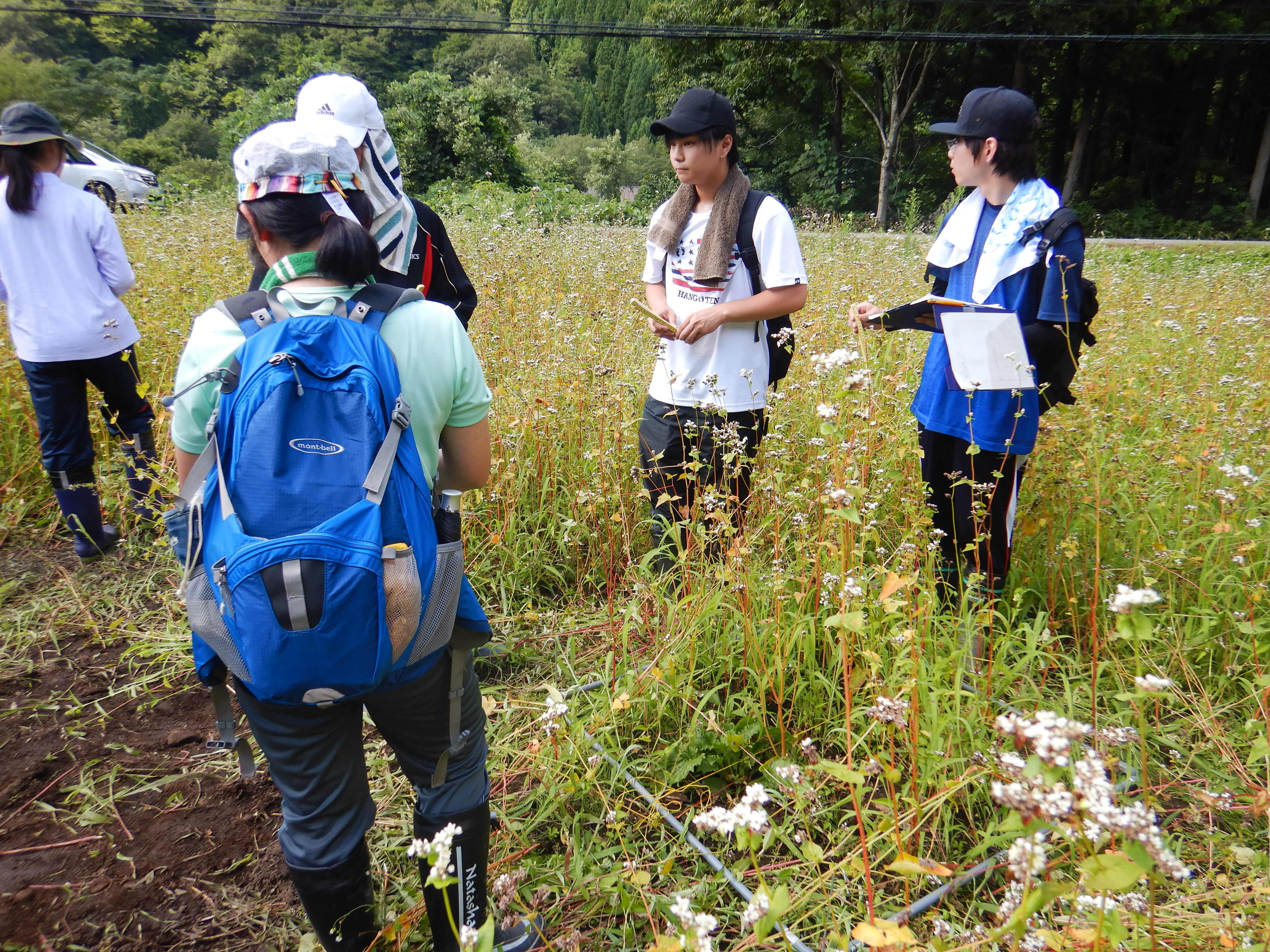 植物試料の採取