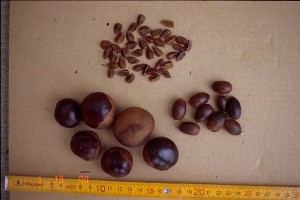 large seeds