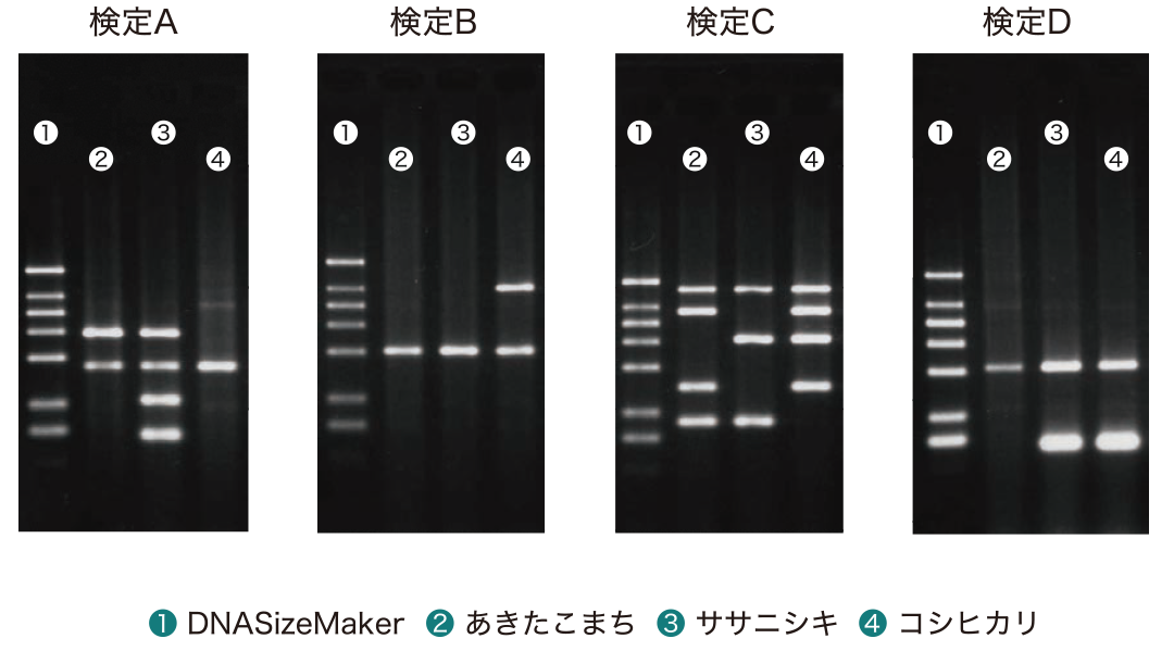 分析イメージ