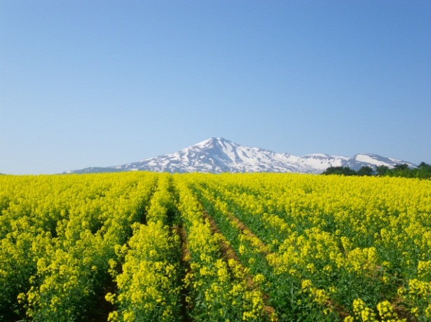 鳥海山と菜の花