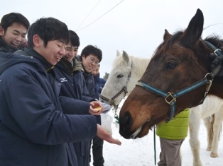 馬たちにリンゴをプレゼント